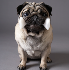 Pug with Bone