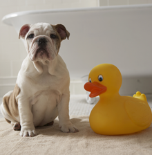 Dog with Rubber Duckie by Bathtub